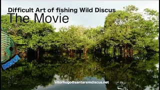 The difficult Art of fishing Wild Discus #BarcoSantaremDiscus