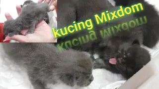 Ciri - ciri Anak kucing campuran persia dan domestik/mixdom