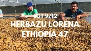 "Herbazu Lorena Ethiopia 47" Lot 9/12 Transcend 50lb project coffee