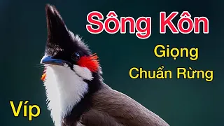 Chào Mào SÔNG KÔN Giọng Chuẩn RỪNG, Luyện Chào Mào Học Giọng SÔNG KÔN, Giúp Bổi Ra Giọng Cực Nhanh