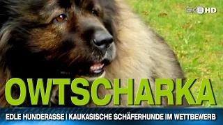 EDLE HUNDERASSE | KAUKASISCHE SCHÄFERHUNDE IM WETTBEWERB