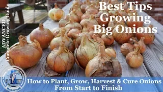 How to Grow Onions, Harvest Onions & Cure Onions from Start to Finish l Walla Walla Onions