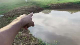 5/8/24 - Big rain filled up my pond