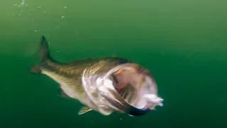 Underwater Footage of Giant Bass Eating Swimbaits and Jerkbaits!