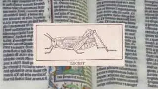 John Bartram and the 17 Year Locusts