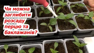 Пересаджуємо розсаду перцю та баклажанів із заглибленням. Як це зробити.