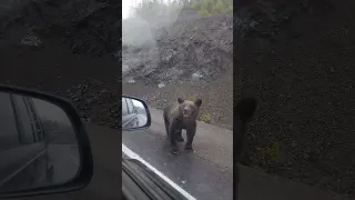 Сафари по трассе Лидога - Ванино. Медведь вышел на трассу попрошайничать)))