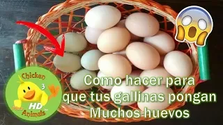 ¿Como hacer que tus gallinas pongan HUEVOS A DIARIO