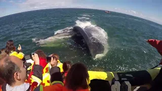 Oto co się dzieje  gdy wieloryb je. Ten Ogromny Wieloryb Zszokował Wszystkich, Gdy Połknął Mężczyznę