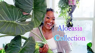 My Alocasia Collection Spring Plant Collection