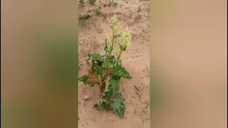 Vadlovak és türk bálványok-Khustai nuruu. Mongólia