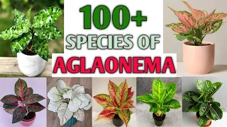 100+ AGLAONEMA Species | Aglaonema Plant Varieties with ID | Aloe types | Plant and Planting