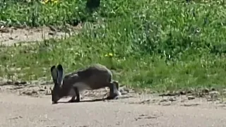 La primavera tiene a los animalillos locos😅😅