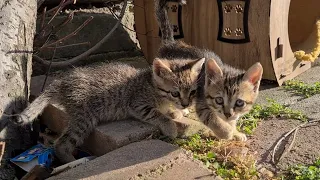 Fun Little Tabby Kittens.