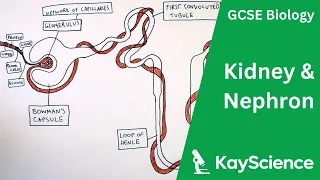 The Kidney & Nephron - GCSE Biology | kayscience.com