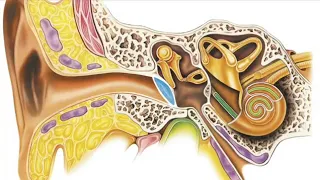 Органы слуха и равновесия