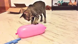 Cat Reaction to Playing Balloon - Funny Cat Balloon Reaction Compilation Tom #6