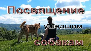 Посвящение ушедшим собакам - Лейла Шишкина и Марина Артемьева