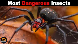 What are the most dangerous insects for humans?