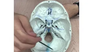 Топография внутреннего основания черепа.