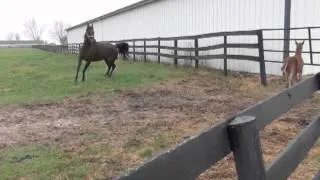 Reedannland - Teaching a foal to follow