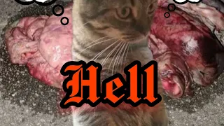 Catified - My Cat from Hell [Goregrind - 2023]