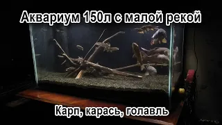 Аквариум 150л с малой рекой. Карп, карась, голавль