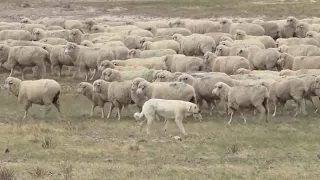 Montana Ag Network: dogs help protect livestock