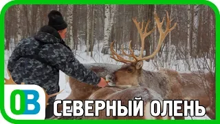 Северный олень в Нижегородской области! Кордон Черноречье. Заповедник Керженский