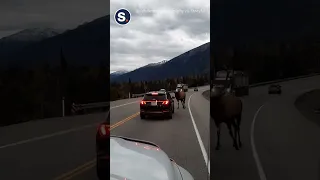 Bull Elk Rams Car
