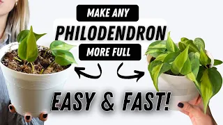 How To Make Philodendron Houseplants Bushier! EASY | GROW HUGE PHILO PLANTS AT HOME