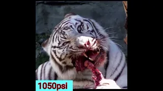 क्या बाघ मगरमच्छ को मार सकता है?🤔 tiger vs crocodile #short