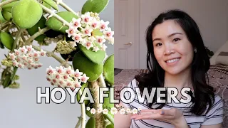 How I Get My Hoyas to Bloom / Flower