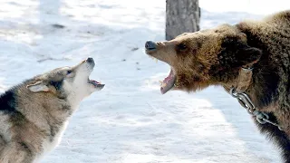 Волк против Медведя / Wolf against the Bear | HD |