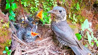 The cuckoo begs for food, but the mother bird sees through its tricks 杜鹃鸟卖力乞食，却被聪明的鸟妈妈识破，优先喂自己的孩子