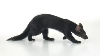 Sable Buddy домашний Соболь (pinemarten ) Бадди (Борщ)