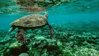 Ocean Underwater  4k video  Finest Nature