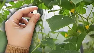 Даже дохлые огурцы, томаты, перцы вмиг пойдут в рост и не будут болеть, повысит урожай в 10 раз