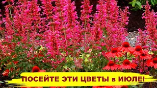 ПОСЕЙТЕ ЭТИ ЦВЕТЫ в ИЮЛЕ! Они затмят цветением в следующем году!