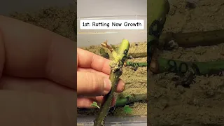 Avoid these mistakes when rooting cuttings!