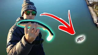 BIG Swimbaits For Lake St. Clair MUSKY (ft. Angling Anarchy)