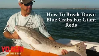 How to Hook Live bait: Fishing for Giant Redfish using Blue Crabs