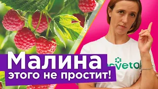 МАЛИНА ПРОПАДЕТ ПРЯМО НА ГЛАЗАХ! 5 коварных ошибок, из-за которых вы можете остаться без малины