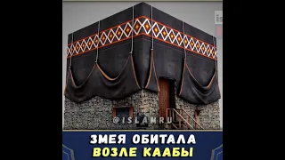 Рядом с Каабой обитала змея