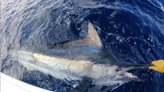 Gold Coast Black Marlin & Spanish Mackerel