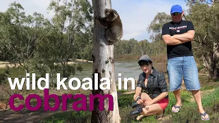 Rare encounter with a wild KOALA | a koala walking on the ground in Cobram | Patting a wild koala