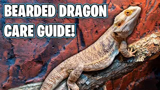 Bearded Dragon Care Guide - Beginners Guide