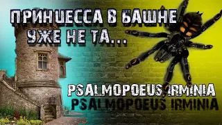 Psalmopoeus Irminia- древесный ,тигровый паук птицеед.