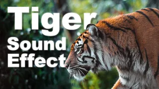 Tiger Sound Effect No Copyright | gLOBALeARS