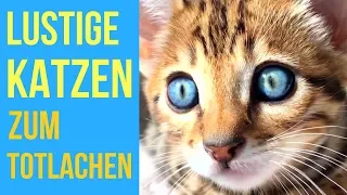 Lustige Katzen zum Totlachen! 😹 Lustige Katzentagebuch! 😹 vol.3 (2018)